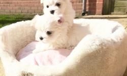 &nbsp;Gorgeous Teacup Maltese puppies, 1 male and 1 female, AKC Registered. Parents are family pets; both mom and dad are 4 lbs. All are loving, friendly and very playful. Have been raised with children and other pets. Tails docked and dew claws removed,