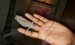 Have a baby bearded dragon asking 50 obo. I also have accessories i can add for extra $30