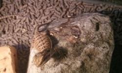 Selling nice baby bearded dragons all eating great! Asking $60 each Call any time at 318-387-4600 All Het for trans %100