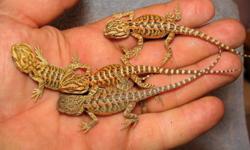 Those interested in purchasing should call 937.236.3021 or email us at awik@live.com, or contact us on facebook.
Check out our facebook page "Dragon Buddies"! http://www.facebook.com/pages/Dragon-Buddies/249687415047025
Beautiful baby bearded dragons for