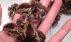 Hi, I have some Bobwhite Quail Chicks for $4 a chick. These are rare to find in the wild in the midwest. Message me if interested. Thanks.
&nbsp;
Key Words
Chicks Baby Quail for sale just hatched brown quail coturnix bobwhite chicks button quail brown