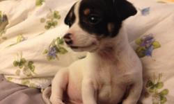 Adorable, playful, 100% chiuahua... Cute pink and black spotted noise Four legged sweetest 2.5 month baby boy chihuahua !!!! His body is white, his tail and face with black and brown spots Please email or text me.. Millie 5616883500