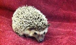 I have three adorable baby hedgehogs for sale: 1 albino & 2 S&P. Please call 954-237-7901. I am a licensed breeder located in Fort Lauderdale...just a short ride from Miami. Please see my site at www.homebredpets.com