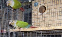 Love birds hand fed and tame aussie cinnamon violets,white faced blue green violets pied violets lutino $85 a pair..Cockatiel pr WF cinnamon heavy and grey pearls$125 pr proven w/ cage....cinnamon green cheek pair 3 yrs old exc. parents $400 w/ cages if