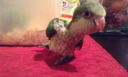 baby quaker available.. ready to go now 4 anyone continue-n the hand feeding and bonding with bird and having a tamed parrot. located in san benito tx. -- (cindy)