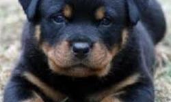 Very sweet and loving, 2 boys and 4 girls. Born October 11,2012. Mom and dad are German Rottweilers. Asking for $600 but will negotiate to $300 or best offer, on the cause that we missed out on getting their tails clipped.
