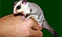 Baby White Face Sugar Gliders, Males and females available, 8 weeks out of the pouch, Super sweet
