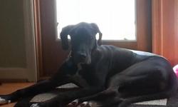 Looking to rehome our spayed famale black Great Dane.&nbsp; 1 yrs old, all shots up to date last month, house broke, crate trained.&nbsp; Includes large crate and Easy Walk Harness.&nbsp; Well behaved girl just plays with small children too rough...and we