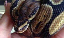 Ezra is a one year old ball python, great temperament, great with people, eats well very healthy. Currently in a 20 gallon tank with coconut chips, water dish, and under tank heater with a hammock. Eats 2 small adult mice every other week. The tank is
