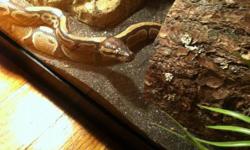 I have a female ball python . She is two years old, friendly. I just do not have time to take of her anymore. Shes about 4 feet long . The 55gal. tank comes with her. It has a heat lamp with heat bulb, two water ponds, two wood logs, cave dirt and small