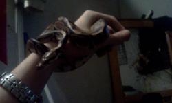 Female ball python is about 3 yrs old. Just over 3 ft, Ive had her for about 2 yrs now.