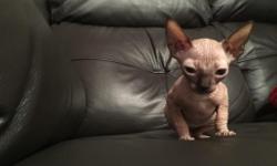 Bambino Sphynx Kittens,For More Infor & Pictures Kindly text us only at (802) 729-2576