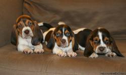 Basset Hound Puppies! Gorgeous Purebreds! Eight weeks old and ready for new homes. Two males one female. The female is the one in the middle in all the group pictures and she is the one laying down in the individual pictures. These puppies are absolutely