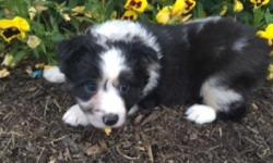 Howdy! I'm Baxter, the sweet, loving male Mini Australian Shepherd! I'm as cute as can be! I was born on May 3, 2016. I've always wanted to have family to be with them and they make me feel so very special for the rest of my life! They're asking $850.00