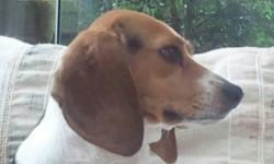 Reward: lost beagle (Mauldin near Miller rd. ) We've lost our beagle. She answers to Maggie. She was last seen Saturday evening at Forester Woods subdivision playground. Reward will be offered for information leading to her return. Please call - - . She