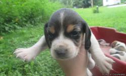 I have 2 tri colored male beagle puppies they will be ready for new homes aug 12th.They do not have papers.Both parents do hunt but would also make great pets.
