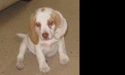 Beagle Puppies, AKC, first shots, dewormed, full of energy and ready for new families.&nbsp; Excellent companions for all ages.