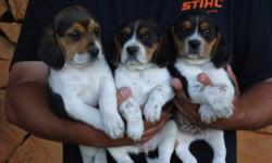 We have 3 tri-colored beagle puppies for sale. There is 2 males and 1 female. Both parents are on site. They come out of great hunting stock or will make really good pets. They have been wormed and will have there first shots.