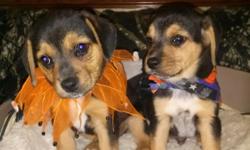 Beagle pups for sale dad is a blue and tan rat terrier.have 1 female. 1 male.we can be your best pet ever or your best hunting buddy! Please tx or call 352-333-7554