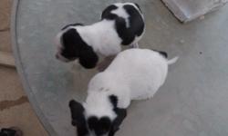 Beagle pups, 6 weels old, unstarted, weended, ready for new home. Both male and female pups available, $150.00 please call 317-435-4187 or 317-319-9068 for more information, can text or call also can text pics of pup's