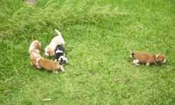 BEAUTIFUL BEAGLE PUPPIES FOR SALE $75 LEMON & WHITE MALE.$75 RED AND WHITE MALE. BOTH PARENTS ARE RED & WHITE BEAGLES AND HUNT RABBITS. NO PAPERS.12 WEEKS OLD AND ARE WEANED FROM PARENTS!!!. IF YOU HAVE ANY QUESTIONS PLEASE LEAVE A MESSAGE ON CLASSIFIED