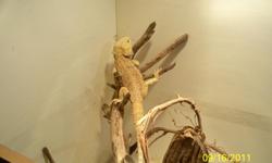 have a bearded dragon that is 19 to 20inches long head to tail is very friendly loves attention has been handled often its a yellow orange color thank its a male.Comes with built cage that is 63'' long 24'' wide 39'' tall has two large and one small