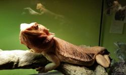 3 year old female leather back bearded dragon for sale = $175
Tank, light & dome, mats, food dish, rock and branch $100