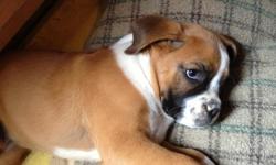 Pure bred Boxer Puppy for sale. DOB 7/16/13 She's ready for her new home
