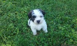 Hi, I have beautiful Havanese puppies for sale. They are 9 weeks old now. They already got their first set of shut and deworming. Puppies cute and full of energy and they can't wait for new home. $250, with full registration it's going be $50 more. We can