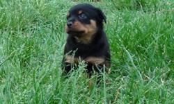 Last One, Hurry she wont be available long!!
Beautiful AKC registered Female Rottweiler puppy looking for a family to love, ready this Friday on the 27th of June. Her father and mother come from pure German bloodlines. Raised in our home with no expense
