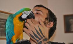 This is a very loving and sweet macaw. She loves to talk and dance. Does very well around dogs. I am including a large perch, videos and books on how to train macaws, I might also be able to throw in a large cage, if the person who gave it to me doesn't