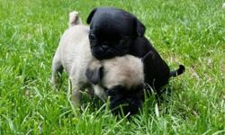 2 purebred pug puppies in beige and black colors born on the 19/08/2014 and are looking for a new homes where they will be giving the love and affection they deserves.
These puppies are regularly wormed, vaccinated, examined by a veterinarian and