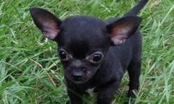 I have 3 beautiful apple head chihuahuas ready for a new home. Mini, Sky and Fuzzy are all loving and energetic. They are good with kids, they like to run around outside and play with other dogs. Very small, they get their size from their fathers champion