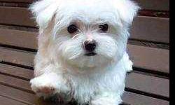 Beautiful Baby face Male And female teacup maltese puppies . These beautiful Baby face puppies are 12 weeks old are ready for a new home that will be ready take excellent care and show the puppies lots of love . My puppies are well socialized and lovable,