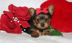 Beautiful little yorkie Babydoll face, TINY! Registered, first shots/wormed, vet certificate of health. Shipping