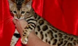 Beautiful bengal kitten for sale Name, Gloria Born 6/6/2014.please text me at:(302) 583-3947
text me at:(302) 583-3947