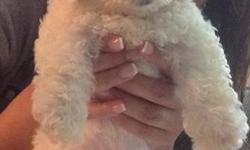 We have a gorgeous litte male Bichon Frise' puppy who is ready for his new home. He is from a planned and selected breeding for health , temperament and hypoallergenic hair coat. This little male is expected to weigh about 12 to 14 lbs as an adult, and