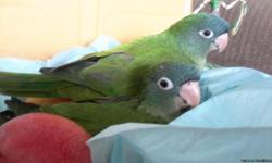 These 2 Blue-Crowned conures are pets,.They are around 25 days old and had been hand feed since they born, very tamed, they can be pets for a children or adult person.These bird are talking birds, they already do a lot of diferent sounds, like the talking
