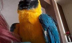 We are having to re-home our our beautiful blue and gold macaw parrot. He is 3 years of age and is very playful. Looking for a family or person that can give him constant attention and love. He is very talkative and is drawn more to female companionship