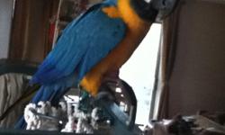 I have a 13 year old male Blue & Gold Macaw named Scooby-Doo that i have to rehome. He is not tame but with patients he can be tamed and will become your bestfriend. He has a Certificate of hatching from Hawaii and a DNA Certificate. He knows some words-