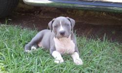 BEAUTIFUL BLUE NOSE PITBULL PUPPIES UP FOR GRABS AND TO GOOD HOMES..I HAVE 9 PUPS..3 FEMALES AND 6 MALES..CHAMPAIGNE BLUES AND A FEW SOLID BLUES..SIRE IS STRAIGHT OUT OF BUTTHEAD LIGHTS OUT KENNELS,UKC REGISTRED,BLOODLINES CONSISTS OF BUTTHEAD,AND