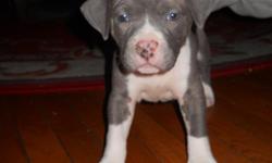Blue nose pitbull puppies ready to go in 2 wks. excepting deposits now.
four females and three males.
Mother and father both on premises. Pups will be extreme. All veriety of colors'. Reverse Brendle, black/white, blue and, brown brendle.
Born february