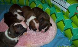 4 beautiful boxer puppies for sale. CKC reg, Brindle / White, 2 females & 2 males. Tails docked, dew claws removed, wormed & 1st set of shots. Born on 11-26-2010. Taking deposits now. Will be a great New Year's present! Mom & dad onsite. Mom is duel reg