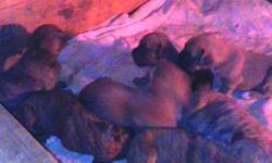 beautiful boxer puppies for sale boxer puppies, 1 male left brindle with black mask. Born 03/18/2014, ready to go to new homes, 05/15/2014. Will be dewormed and vaccinated before they leave us. Tails docked dewclaws removed. Parents on site. I start