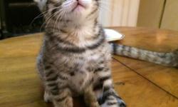 I have for sale beautiful brown spotted Bengal kittens a males and a female. I also have 1 Seal Mink Snow Spotted female equally adorable. Kittens will be ready in approximately 1 weeks, they will have been vet checked twice, up to date with their