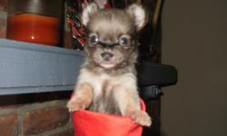 4 Beautiful Chihuahua puppies! They will be ready for their new homes on December 1st! They will each come with health certificate, up to date on shots, and ckc papers! There are 2 little boys and 2 girls! they are very lovable and playful! They have been