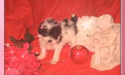 ~ Gorgeous Purebred TEACUP Poodle Puppy ~ Make an Offer??
She's Register with CKC (Continental Kennel Club).
She almost 8 weeks old, she is eating soft food already since she was 3 weeks old..
She is a Black and White Parti Color Teacup Poodle Girl