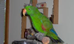 Male Eclectus Parrott 12 years old.