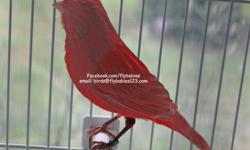 Imported from the halls of champions in Europe is a magnificent red canary. &nbsp;Rarely do you see the color, shape and confirmation in domestic canaries. They are raised on the basis of quality rather than quantity. &nbsp;There are only a few