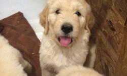 Beautiful F1 Goldendoodle puppies born May 12, 2016 available for adoption.
Goldendoodles make a wonderful family pet and are a great choice for children and adults with pet allergies. They shed little to none.
Our puppies are in a loving home and